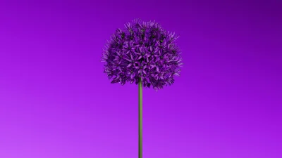 Allium flower Purple aesthetic Wallpaper