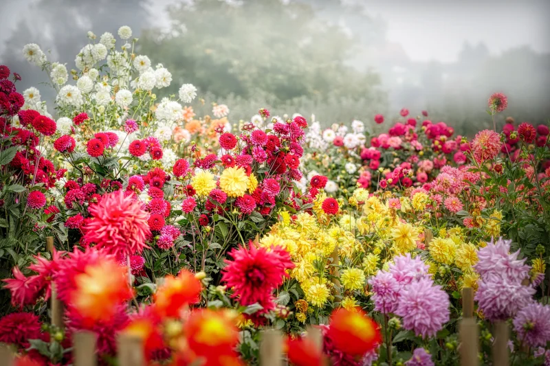 Dahlia flower Blossom Wallpaper