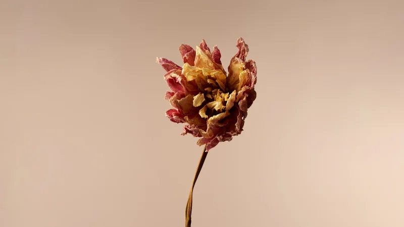 Dried Dahlia flower Wallpaper