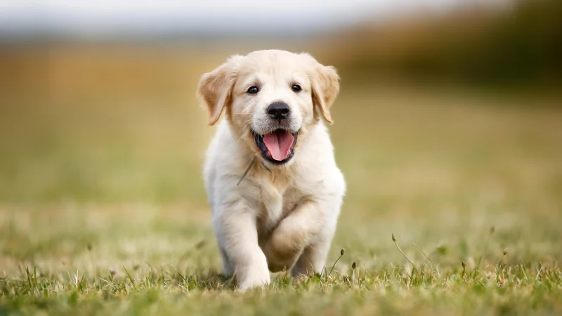 Golden Retriever Puppy Wallpaper