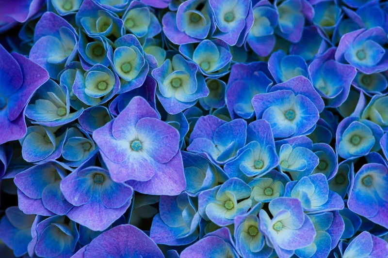Hydrangea Flowers Purple aesthetic Wallpaper