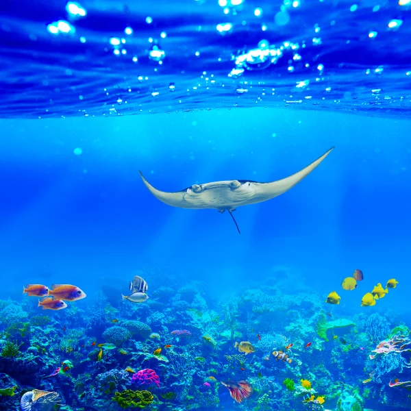 Manta ray Underwater Wallpaper