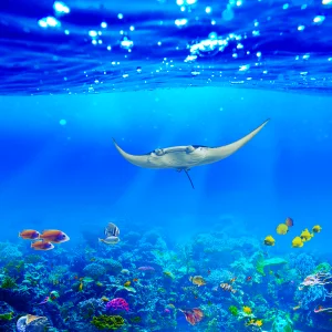 Manta ray Underwater Wallpaper