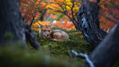 Patagonian fox Wildlife Wallpaper