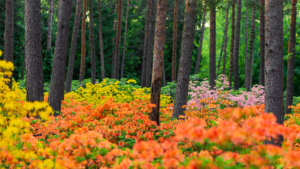Azalea plants Haaga Rhododendron Park Wallpaper