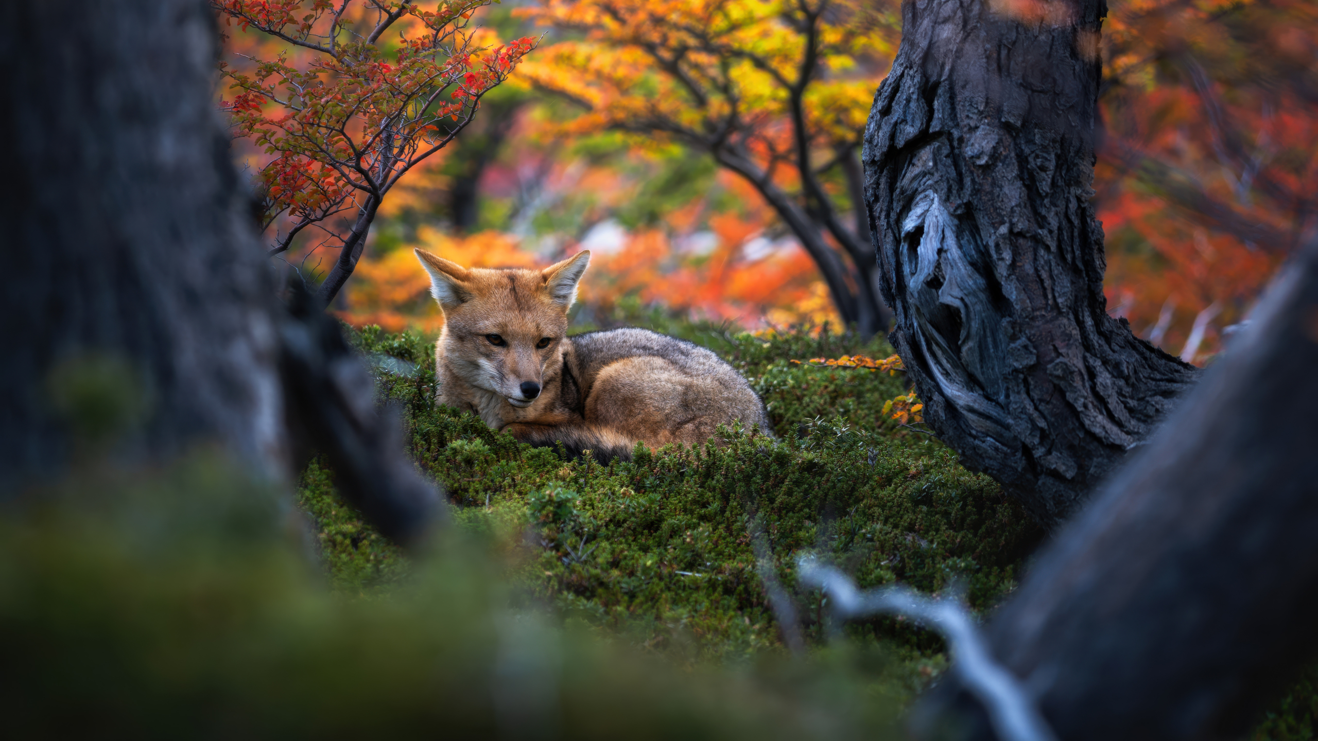 Patagonian fox Wildlife Wallpaper