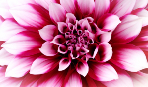 Pink Dahlia Closeup Wallpaper
