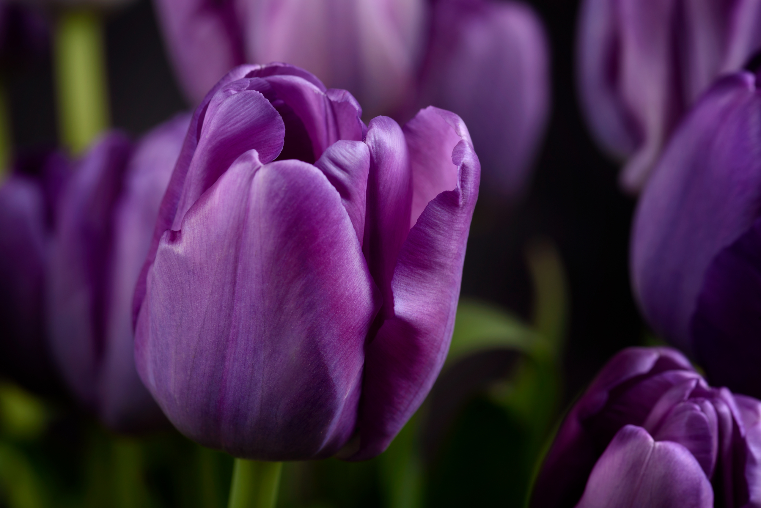 Purple tulips Closeup Wallpaper