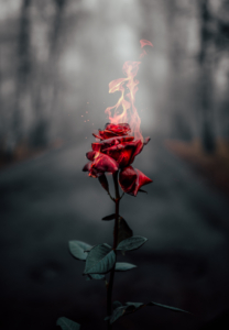 Rose flower Fire Wallpaper