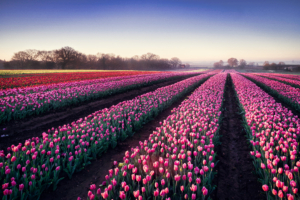 Tulips field Morning breeze Wallpaper