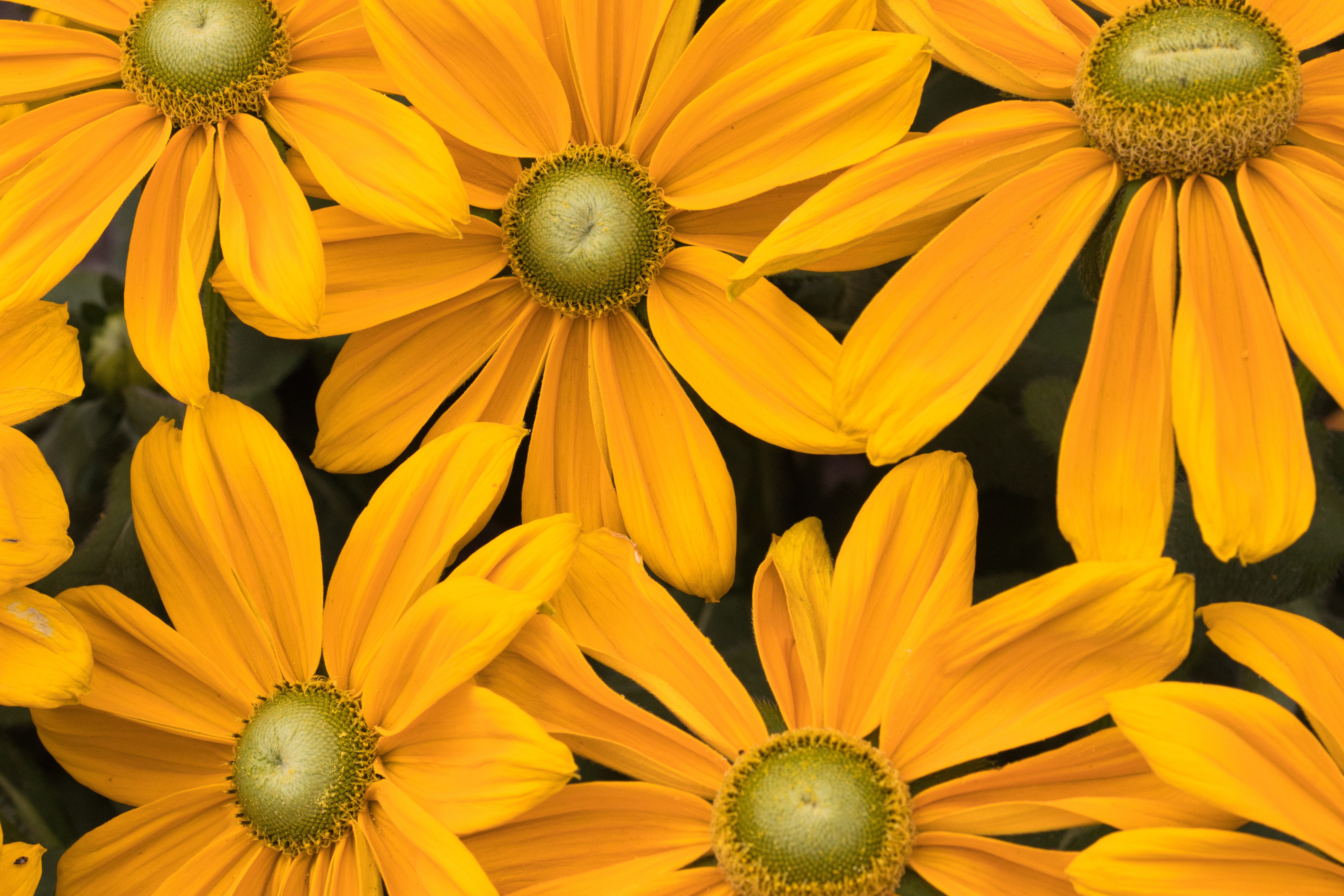 Yellow flowers Blossom Wallpaper