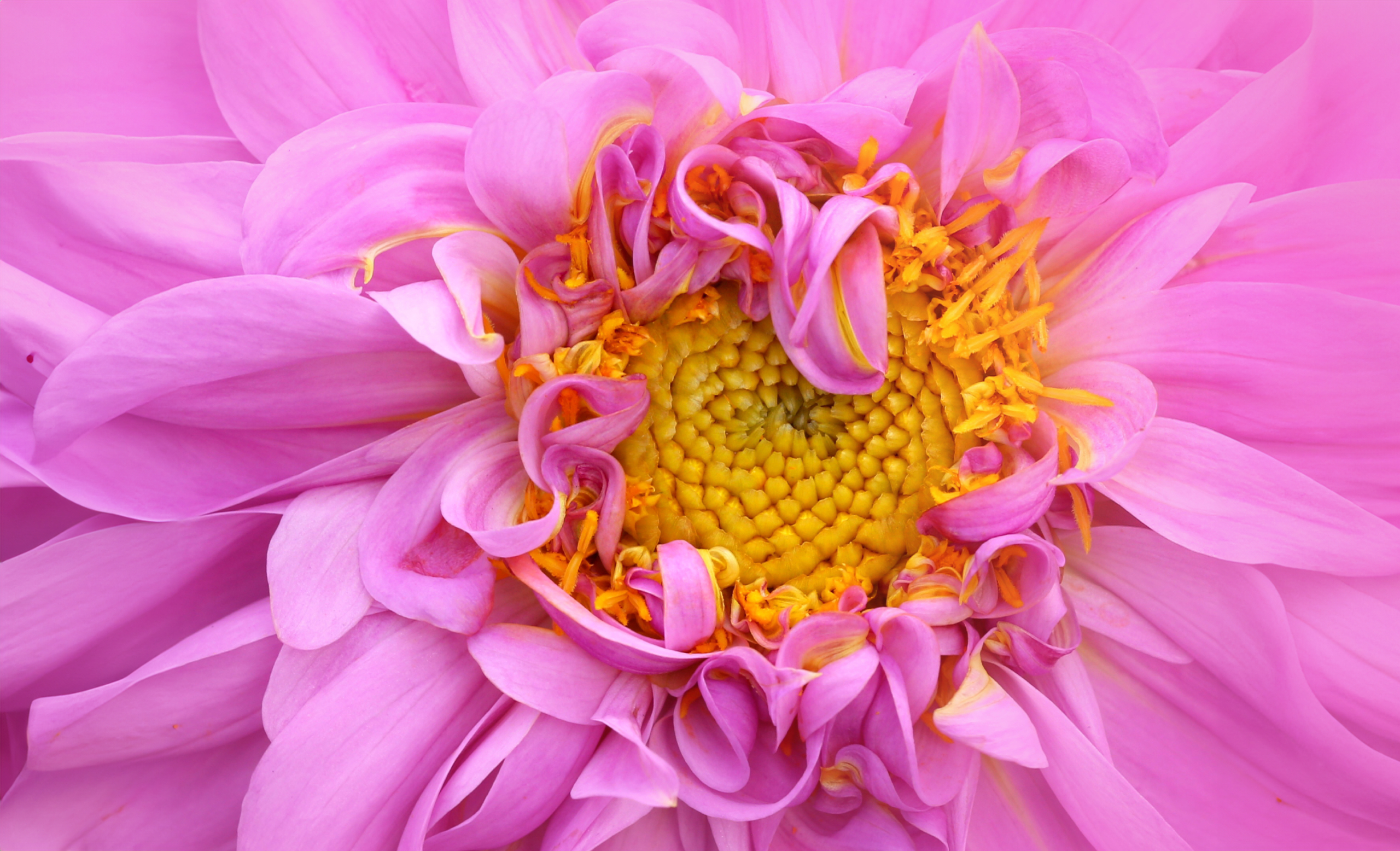 Pink Dahlia Macro Wallpaper