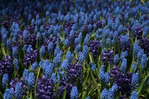 Lupine Field Blue flowers Wallpaper