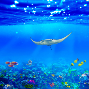 Manta ray Underwater Wallpaper