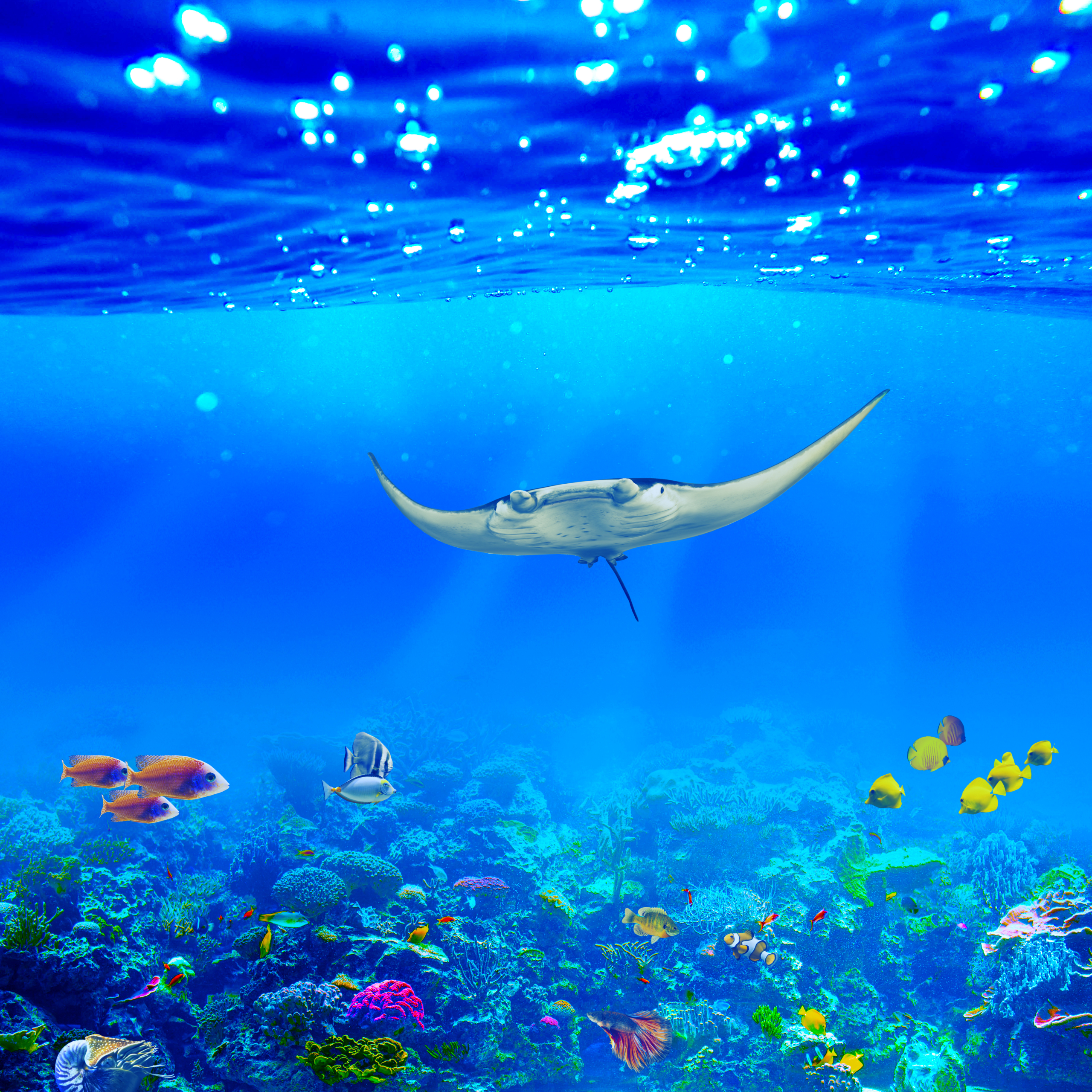 Manta ray Underwater Wallpaper