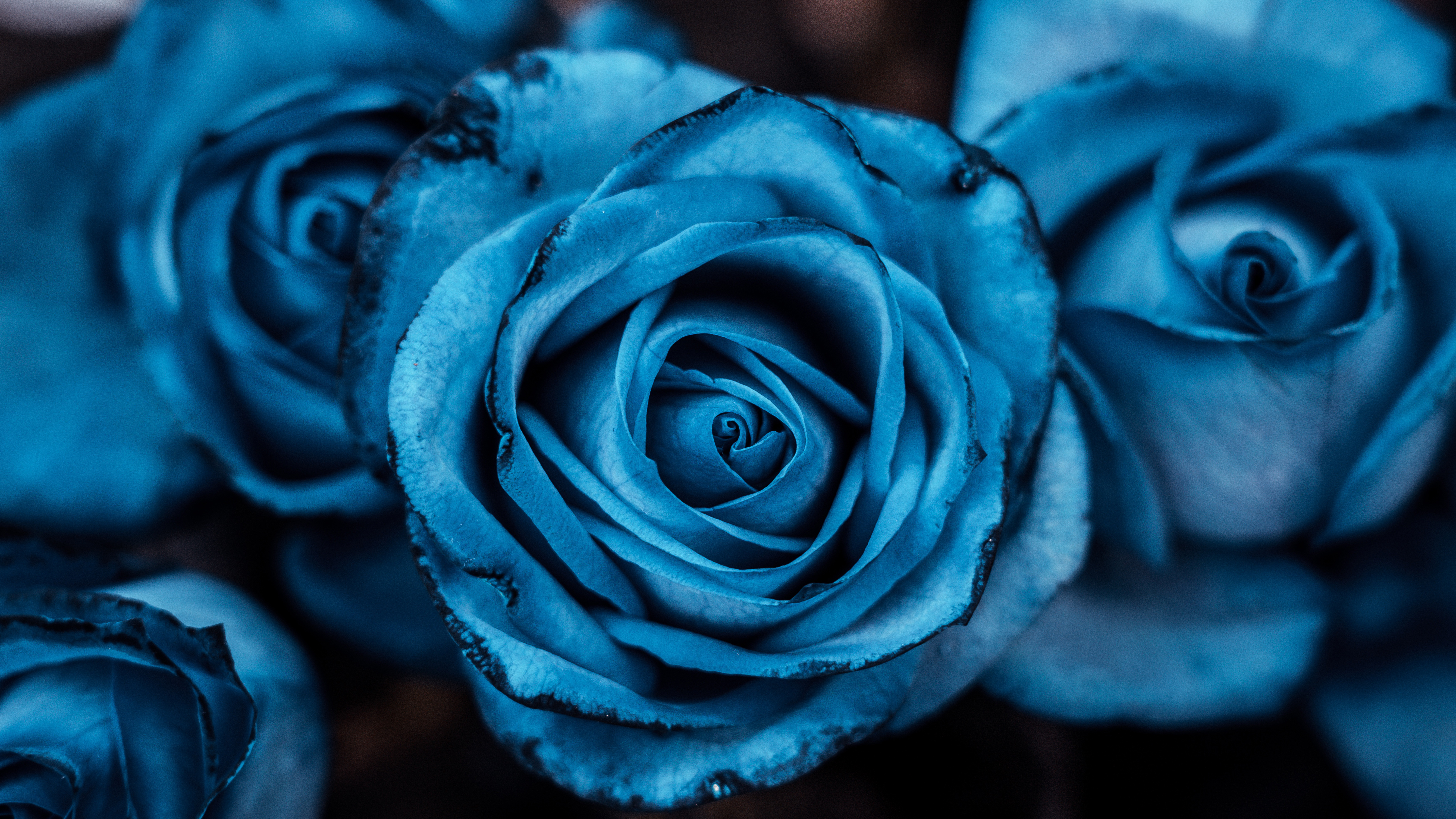 Blue aesthetic Rose flowers Wallpaper