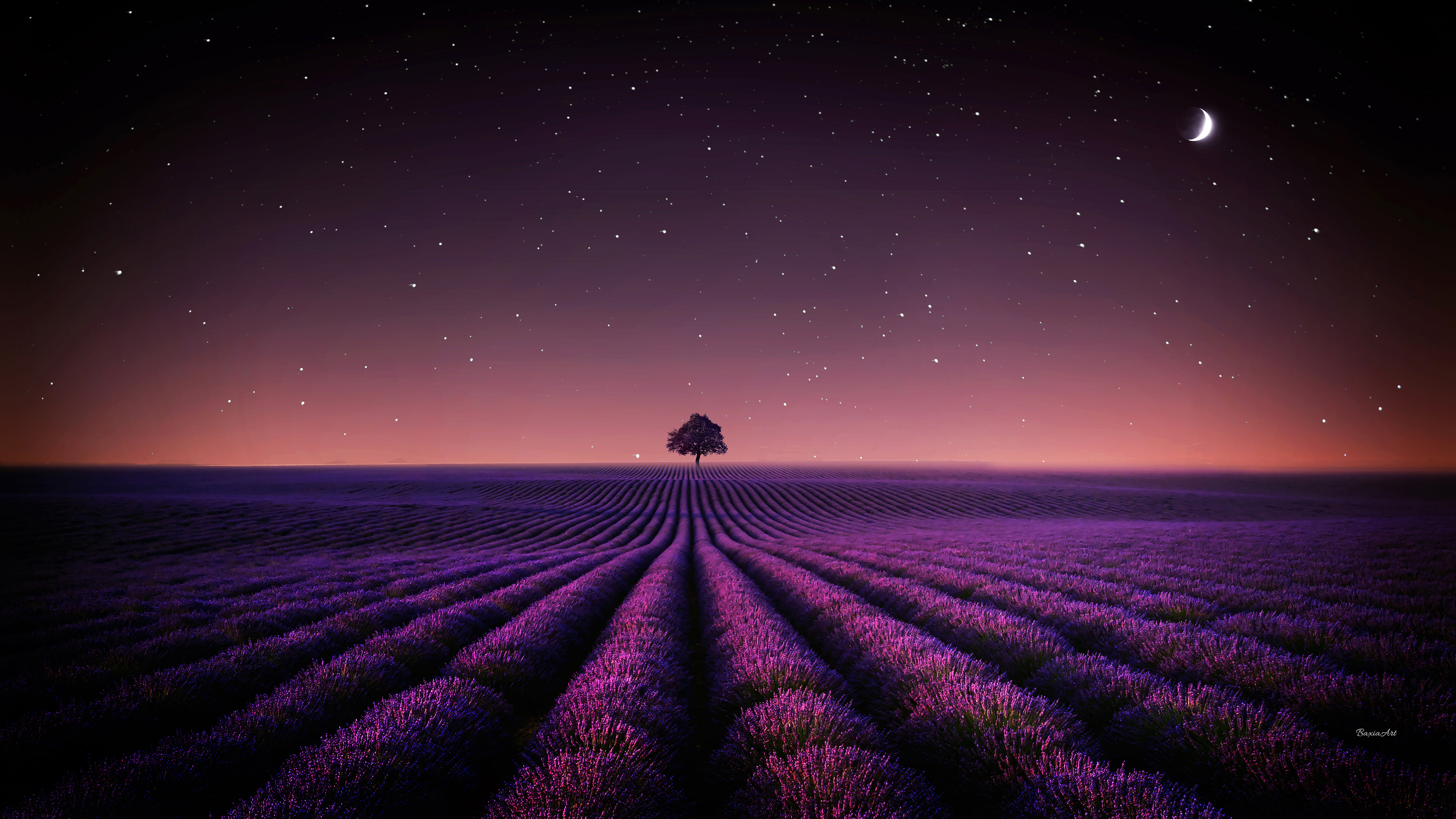 Lavender fields Night sky Wallpaper