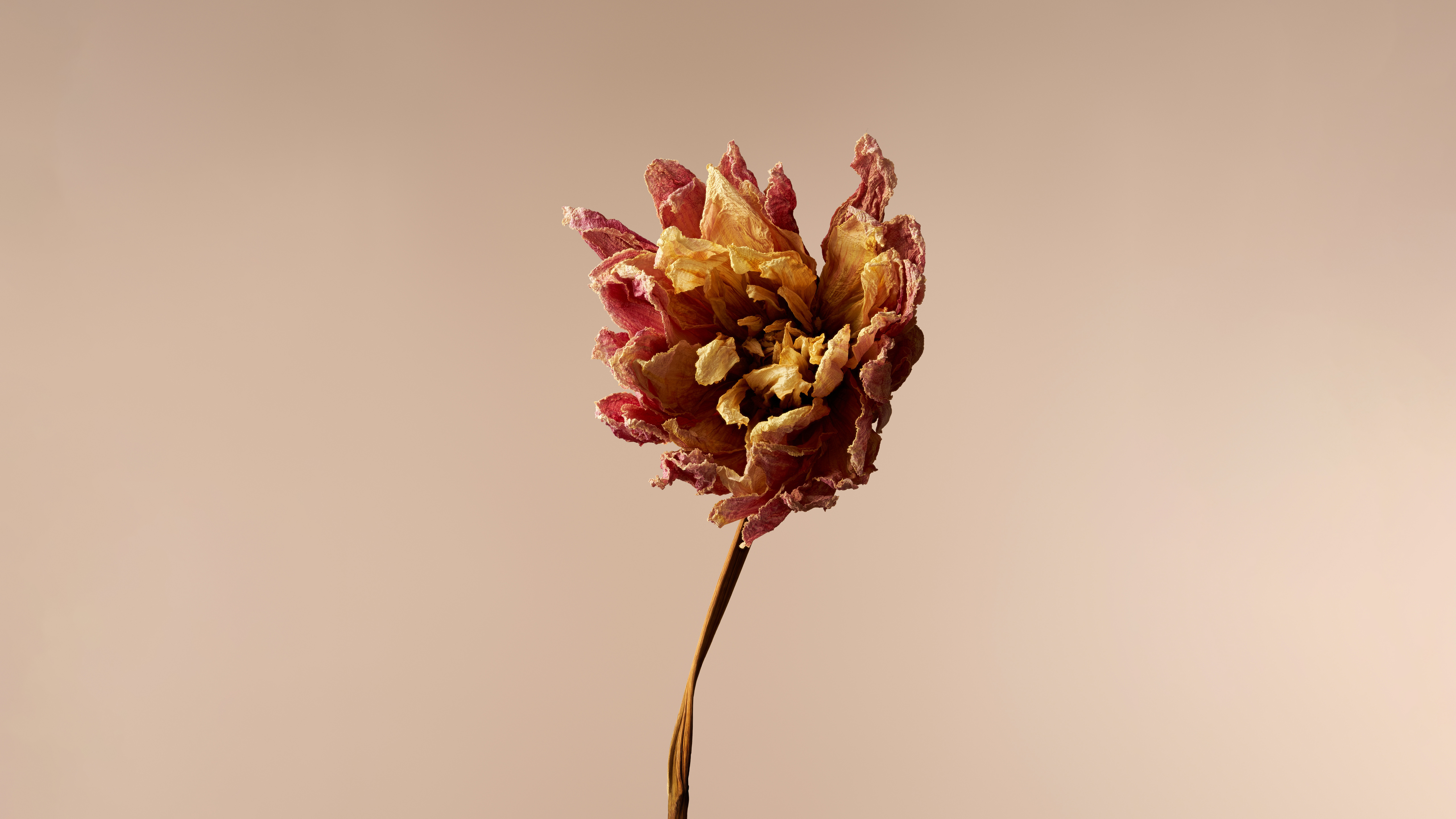 Dried Dahlia flower Wallpaper
