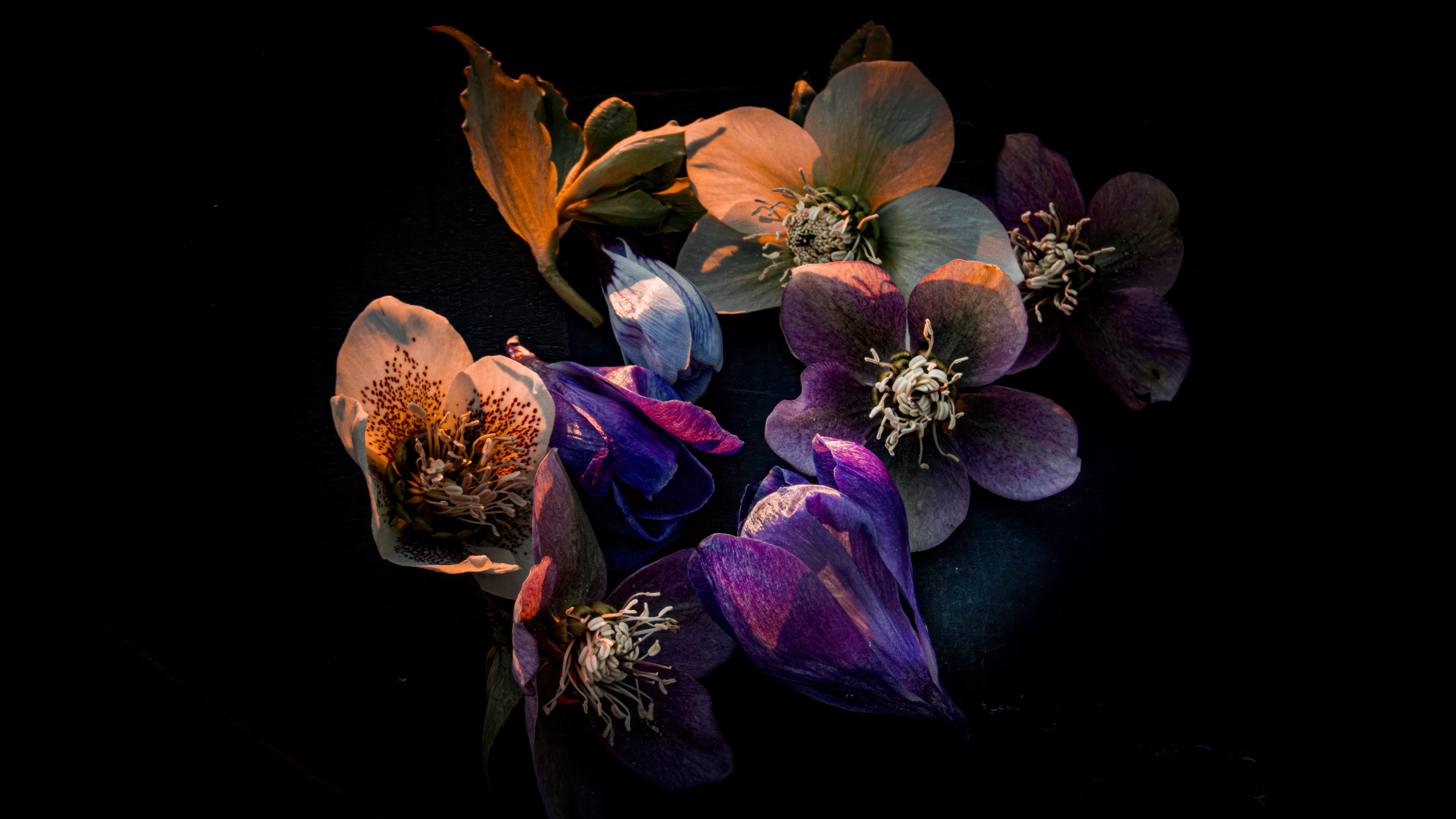 Hellebore flowers Dark aesthetic Wallpaper
