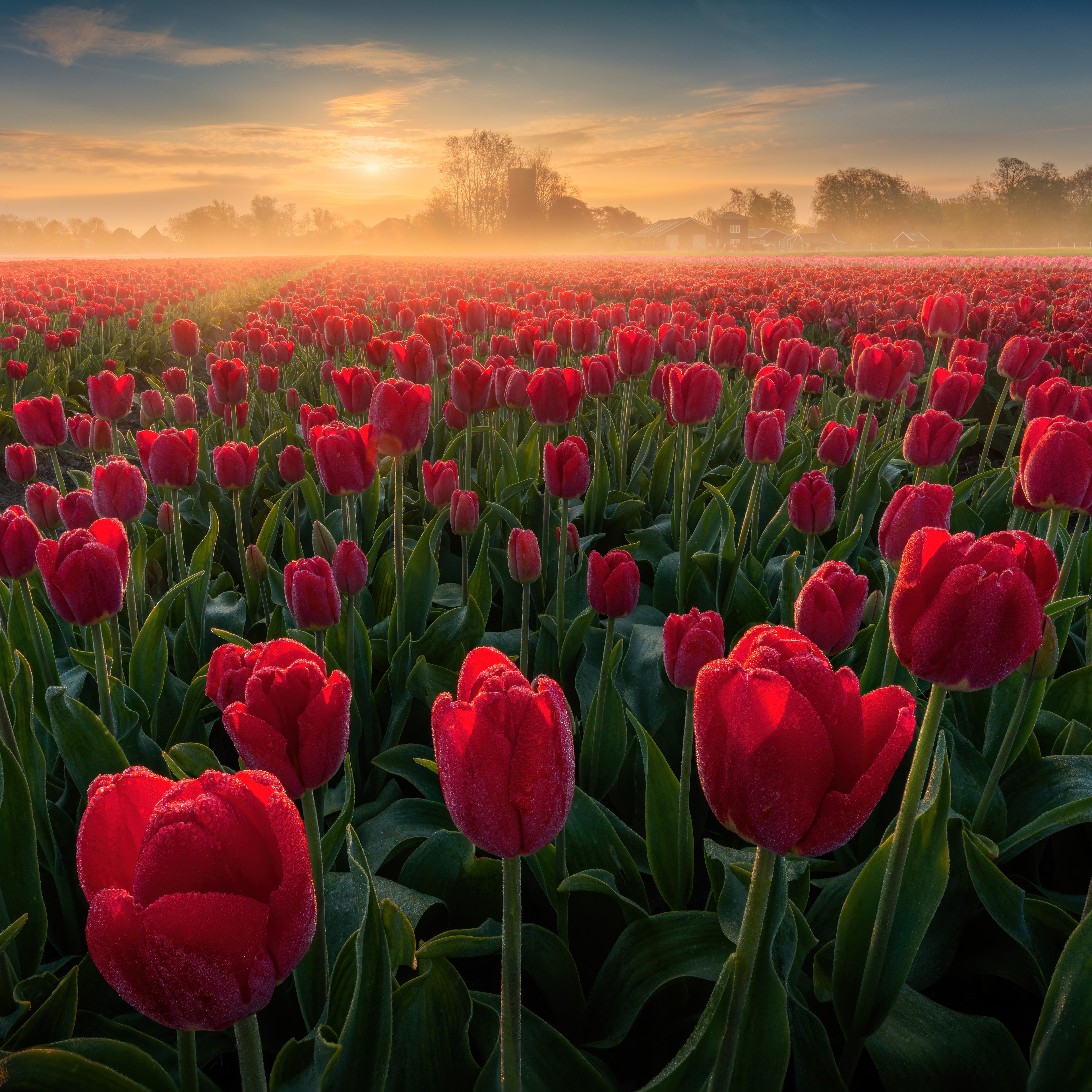 Tulip Field Sunrise Wallpaper