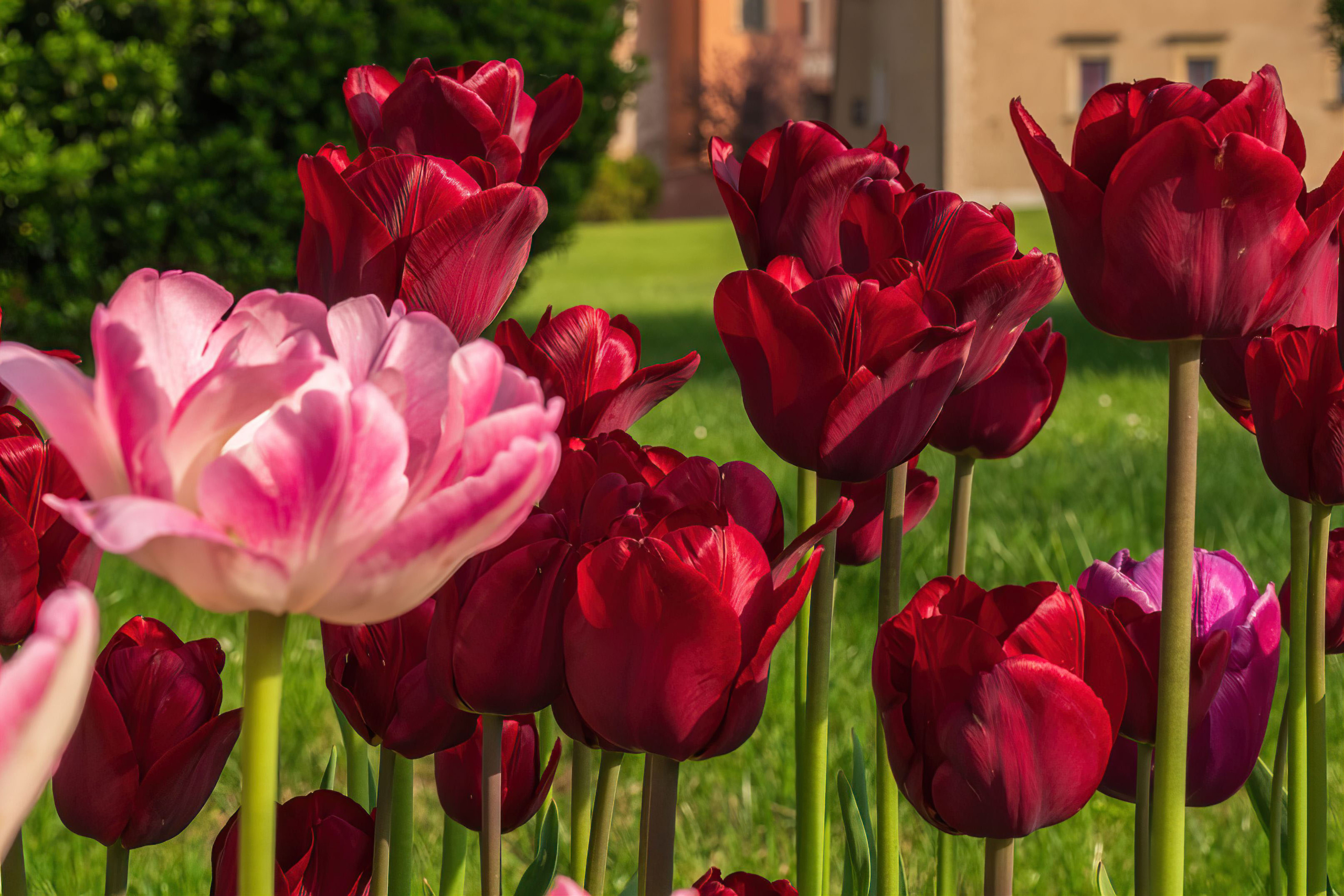 Red Tulips Red flowers Wallpaper