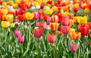 Tulips Tulip flowers Wallpaper